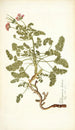 Pelargonium hirtum - Nikolaus Joseph Freiherr von Jacquin — artwork view