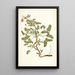 Pelargonium hirtum - Nikolaus Joseph Freiherr von Jacquin — framed artwork on a wall