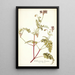 Pelargonium lacerum - Nikolaus Joseph Freiherr von Jacquin — framed artwork on a wall