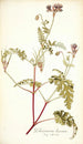Pelargonium lacerum - Nikolaus Joseph Freiherr von Jacquin — artwork view