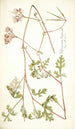 Pelargonium longicaule - Nikolaus Joseph Freiherr von Jacquin — artwork view