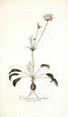 Pelargonium longifolium - Nikolaus Joseph Freiherr von Jacquin — artwork view
