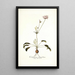 Pelargonium longifolium - Nikolaus Joseph Freiherr von Jacquin — framed artwork on a wall