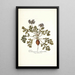 Pelargonium melananthon - Nikolaus Joseph Freiherr von Jacquin — framed artwork on a wall