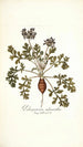 Pelargonium melananthon - Nikolaus Joseph Freiherr von Jacquin — artwork view