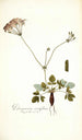 Pelargonium nervifolium - Nikolaus Joseph Freiherr von Jacquin — artwork view