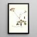 Pelargonium nervifolium - Nikolaus Joseph Freiherr von Jacquin — framed artwork on a wall