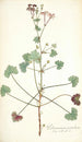 Pelargonium patulum - Nikolaus Joseph Freiherr von Jacquin — artwork view