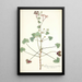 Pelargonium patulum - Nikolaus Joseph Freiherr von Jacquin — framed artwork on a wall