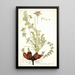 Pelargonium rapaceum - Nikolaus Joseph Freiherr von Jacquin — framed artwork on a wall