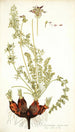 Pelargonium rapaceum - Nikolaus Joseph Freiherr von Jacquin — artwork view