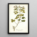 Pelargonium ribifolium - Nikolaus Joseph Freiherr von Jacquin — framed artwork on a wall