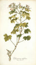 Pelargonium ribifolium - Nikolaus Joseph Freiherr von Jacquin — artwork view