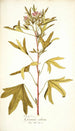Pelargonium scabrum - Nikolaus Joseph Freiherr von Jacquin — artwork view