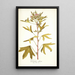 Pelargonium scabrum - Nikolaus Joseph Freiherr von Jacquin — framed artwork on a wall