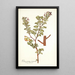 Pelargonium ternatum - Nikolaus Joseph Freiherr von Jacquin — framed artwork on a wall