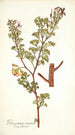 Pelargonium ternatum - Nikolaus Joseph Freiherr von Jacquin — artwork view