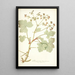 Pelargonium tomentosum - Nikolaus Joseph Freiherr von Jacquin — framed artwork on a wall