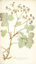 Pelargonium tomentosum - Nikolaus Joseph Freiherr von Jacquin — artwork view