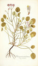 Pelargonium trichostemon - Nikolaus Joseph Freiherr von Jacquin — artwork view