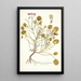 Pelargonium trichostemon - Nikolaus Joseph Freiherr von Jacquin — framed artwork on a wall