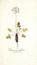 Pelargonium triphyllum - Nikolaus Joseph Freiherr von Jacquin — artwork view
