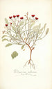 Pelargonium violareum - Nikolaus Joseph Freiherr von Jacquin — artwork view