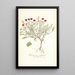 Pelargonium violareum - Nikolaus Joseph Freiherr von Jacquin — framed artwork on a wall