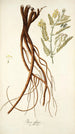 Phaca alpina - Nikolaus Joseph Freiherr von Jacquin — artwork view