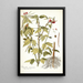 Phaseolus semierectus - Nikolaus Joseph Freiherr von Jacquin — framed artwork on a wall