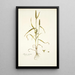 Phleum asperum - Nikolaus Joseph Freiherr von Jacquin — framed artwork on a wall