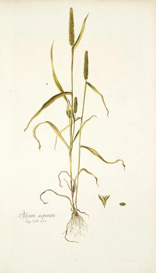 Nikolaus Joseph Freiherr von Jacquin - Phleum asperum.webp