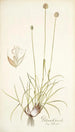 Phleum gerardi - Nikolaus Joseph Freiherr von Jacquin — artwork view