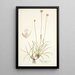 Phleum gerardi - Nikolaus Joseph Freiherr von Jacquin — framed artwork on a wall