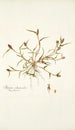 Phleum schoenoides - Nikolaus Joseph Freiherr von Jacquin — artwork view