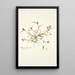 Phleum schoenoides - Nikolaus Joseph Freiherr von Jacquin — framed artwork on a wall