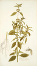 Phlomis caribaea - Nikolaus Joseph Freiherr von Jacquin — artwork view