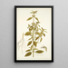 Phlomis caribaea - Nikolaus Joseph Freiherr von Jacquin — framed artwork on a wall