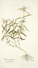 Phlomis zeylanica - Nikolaus Joseph Freiherr von Jacquin — artwork view