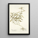 Phlomis zeylanica - Nikolaus Joseph Freiherr von Jacquin — framed artwork on a wall