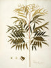 Phyllanthus speciosa - Nikolaus Joseph Freiherr von Jacquin — artwork view