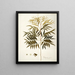 Phyllanthus speciosa - Nikolaus Joseph Freiherr von Jacquin — framed artwork on a wall