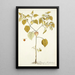 Physalis barbadensis - Nikolaus Joseph Freiherr von Jacquin — framed artwork on a wall