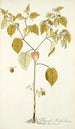 Physalis barbadensis - Nikolaus Joseph Freiherr von Jacquin — artwork view