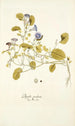 Physalis prostrata - Nikolaus Joseph Freiherr von Jacquin — artwork view