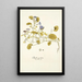 Physalis prostrata - Nikolaus Joseph Freiherr von Jacquin — framed artwork on a wall