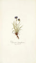 Phyteuma hemisphaerica - Nikolaus Joseph Freiherr von Jacquin — artwork view