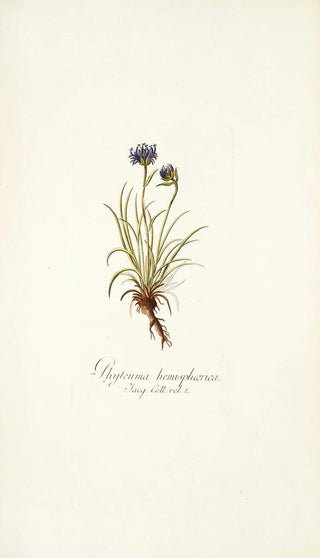 Nikolaus Joseph Freiherr von Jacquin - Phyteuma hemisphaerica.webp