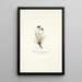 Phyteuma hemisphaerica - Nikolaus Joseph Freiherr von Jacquin — framed artwork on a wall