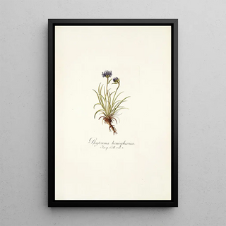 Nikolaus Joseph Freiherr von Jacquin - Phyteuma hemisphaerica.webp